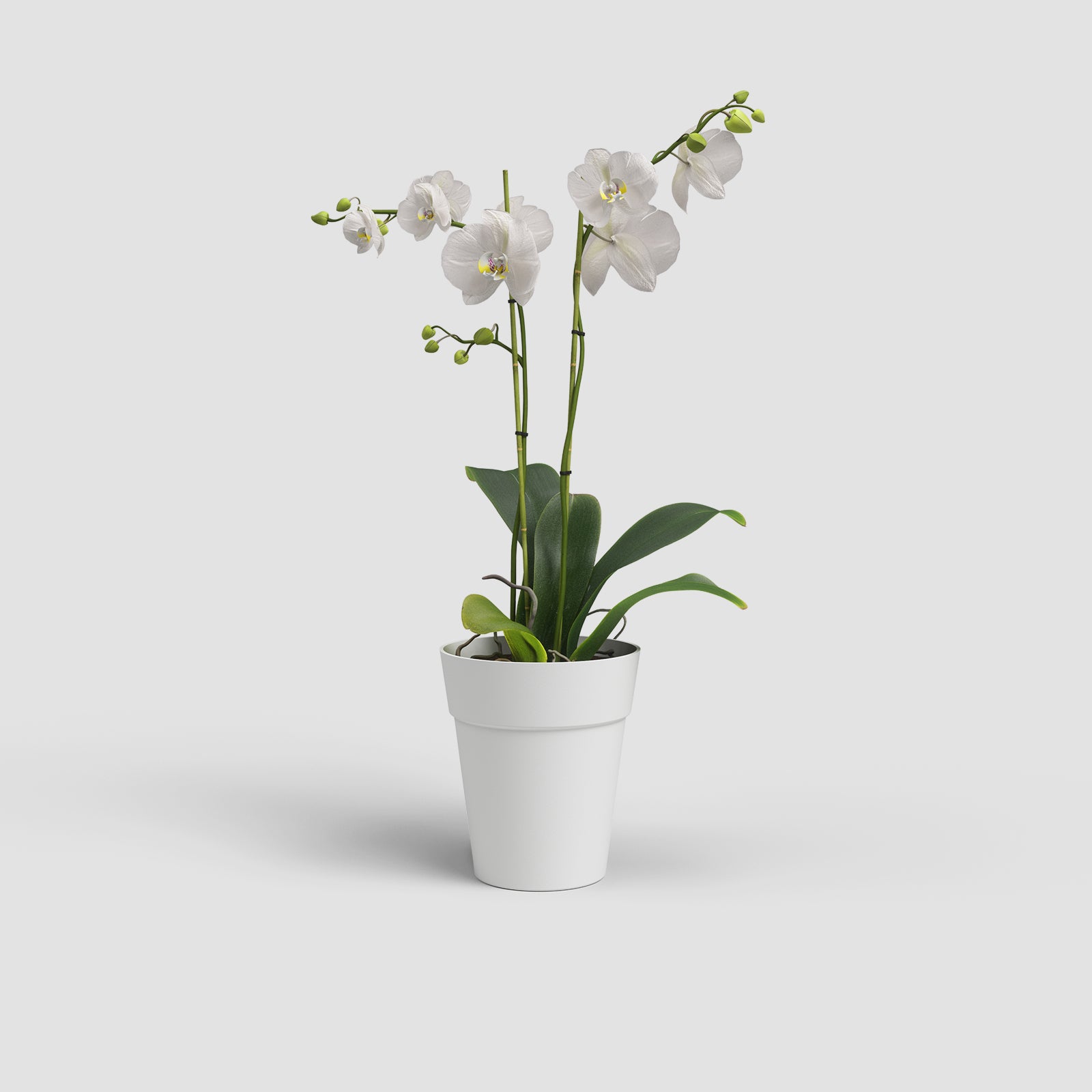 Vaso Capri Orquídea