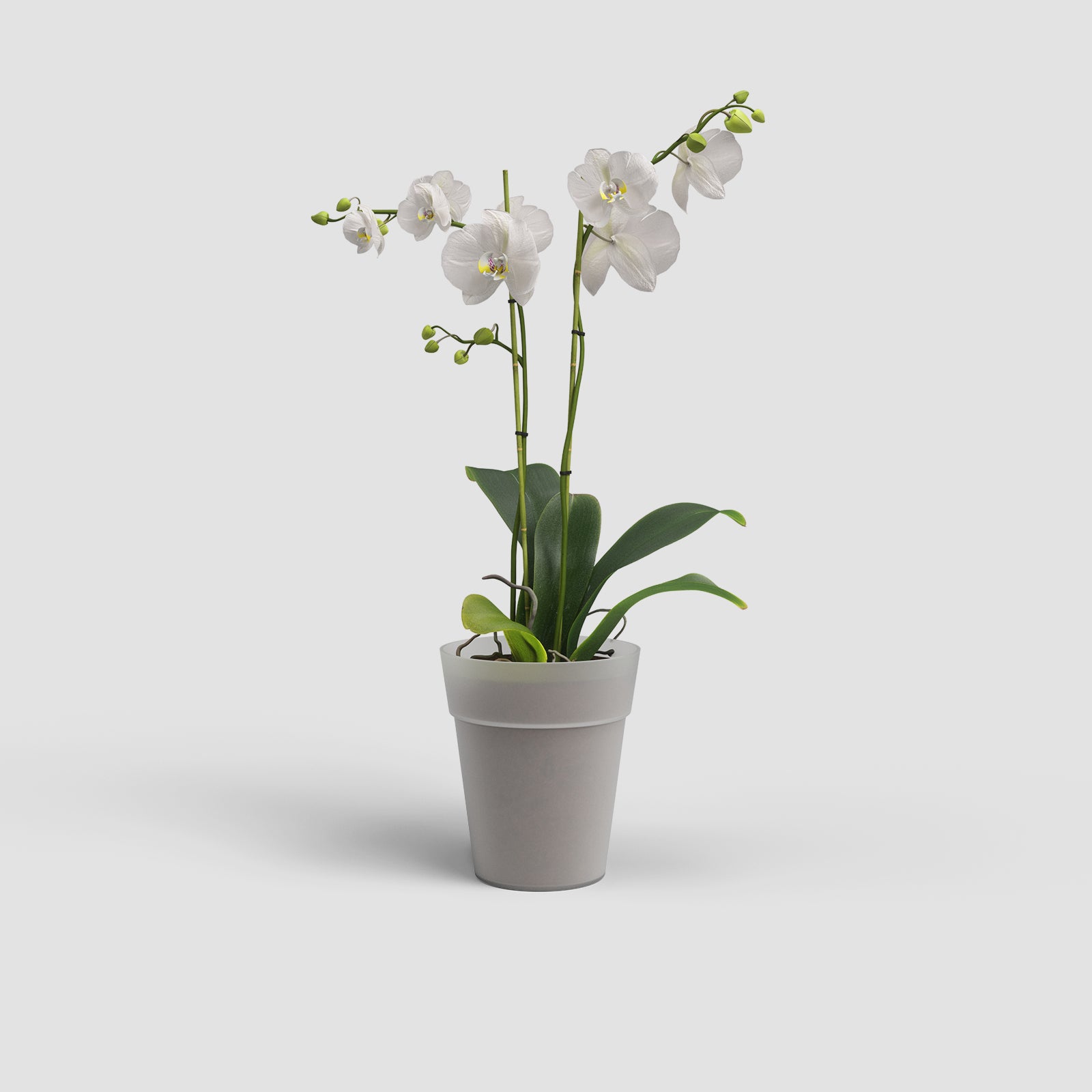 Vaso Capri Orquídea
