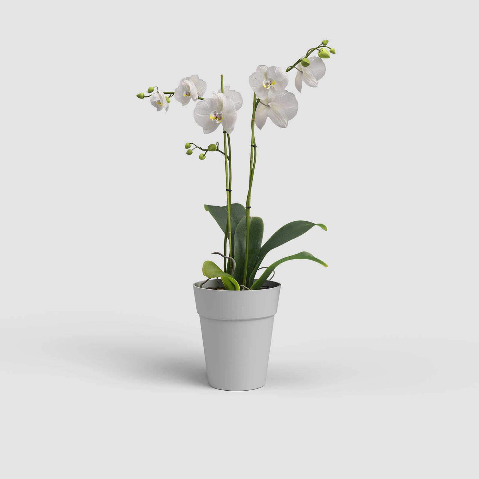 Vaso Capri Orquídea