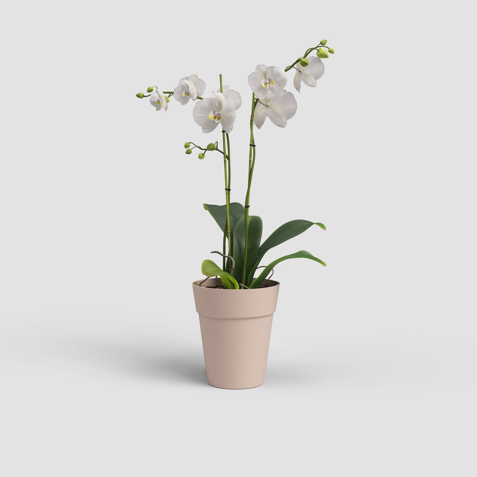 Vaso Capri Orquídea