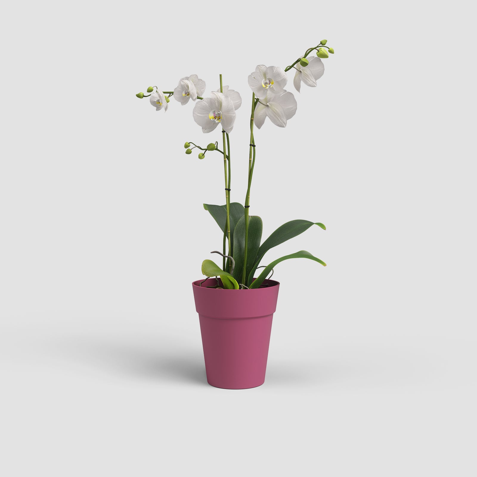 Vaso Capri Orquídea