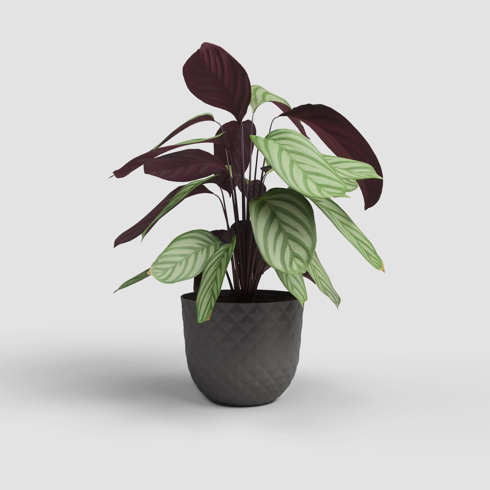 Vaso Havana Tropical