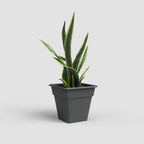 Vaso Madagascar Quadrado