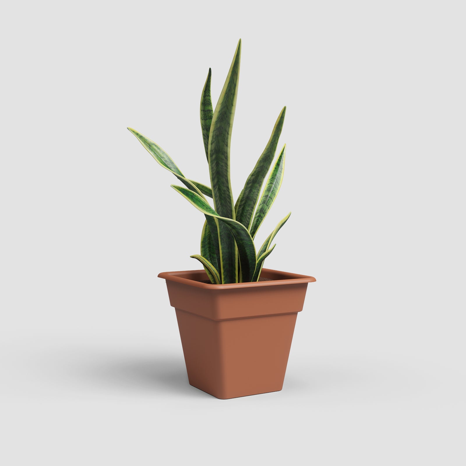 Vaso Madagascar Quadrado
