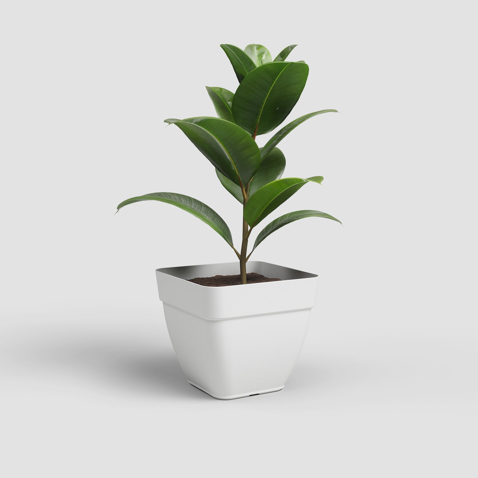 Vaso Capri Campana Quadrado