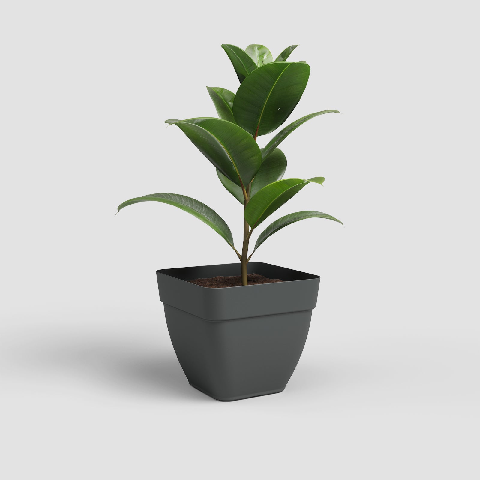 Vaso Capri Campana Quadrado