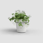 Kit Vaso Capri para Parede com Reserva de Água