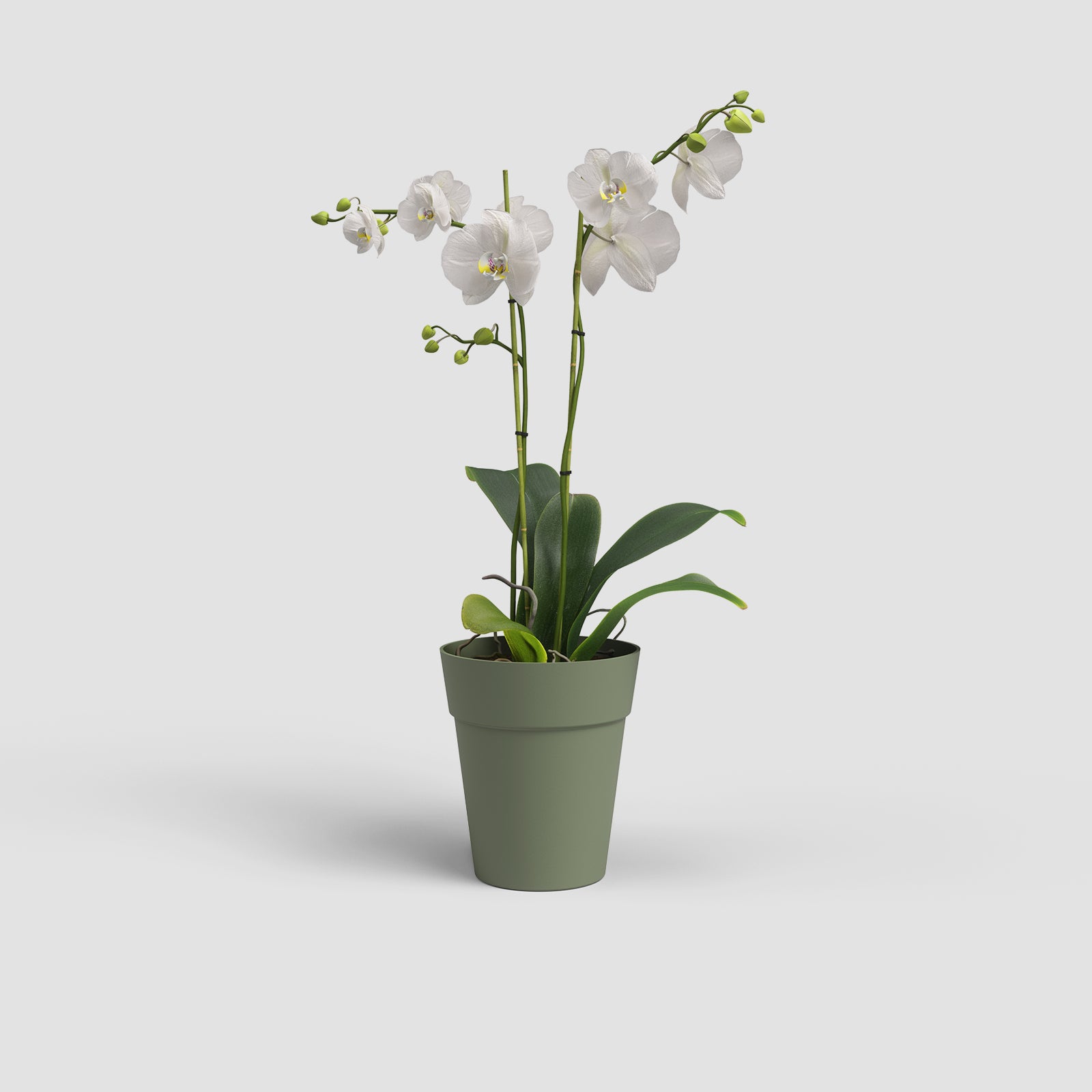 Vaso Capri Orquídea