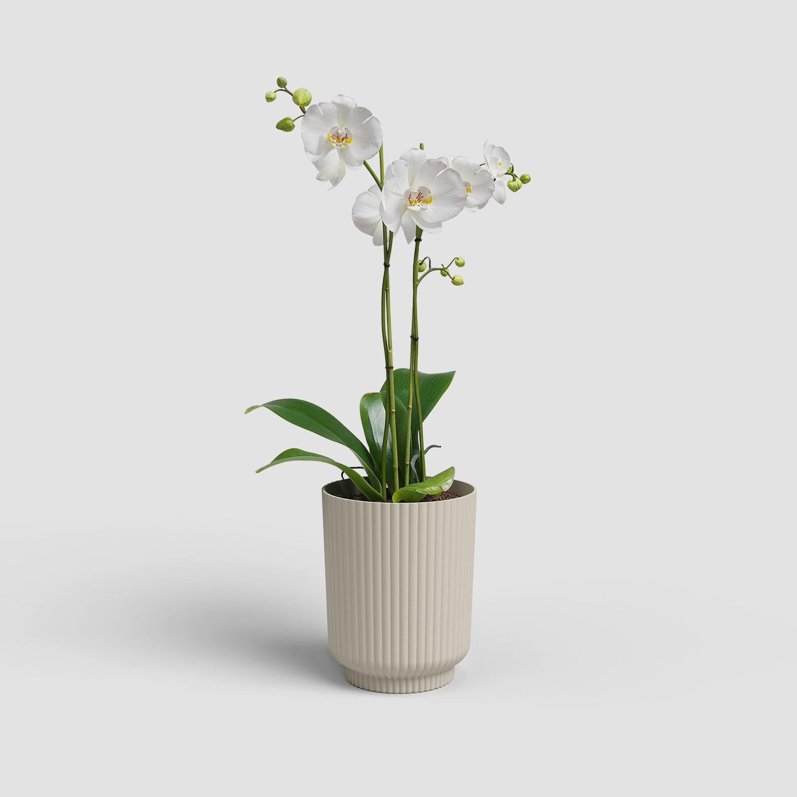 Vaso Miami Wavy Orquídea