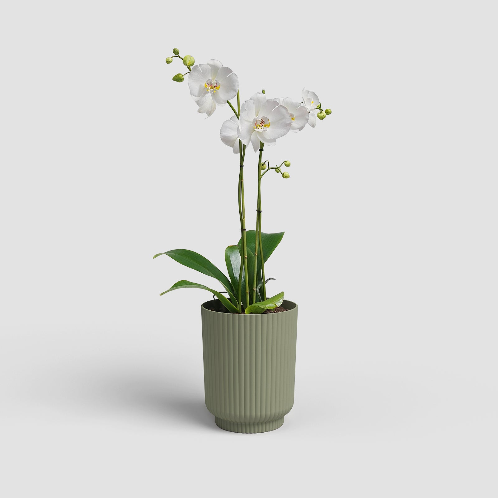 Vaso Miami Wavy Orquídea