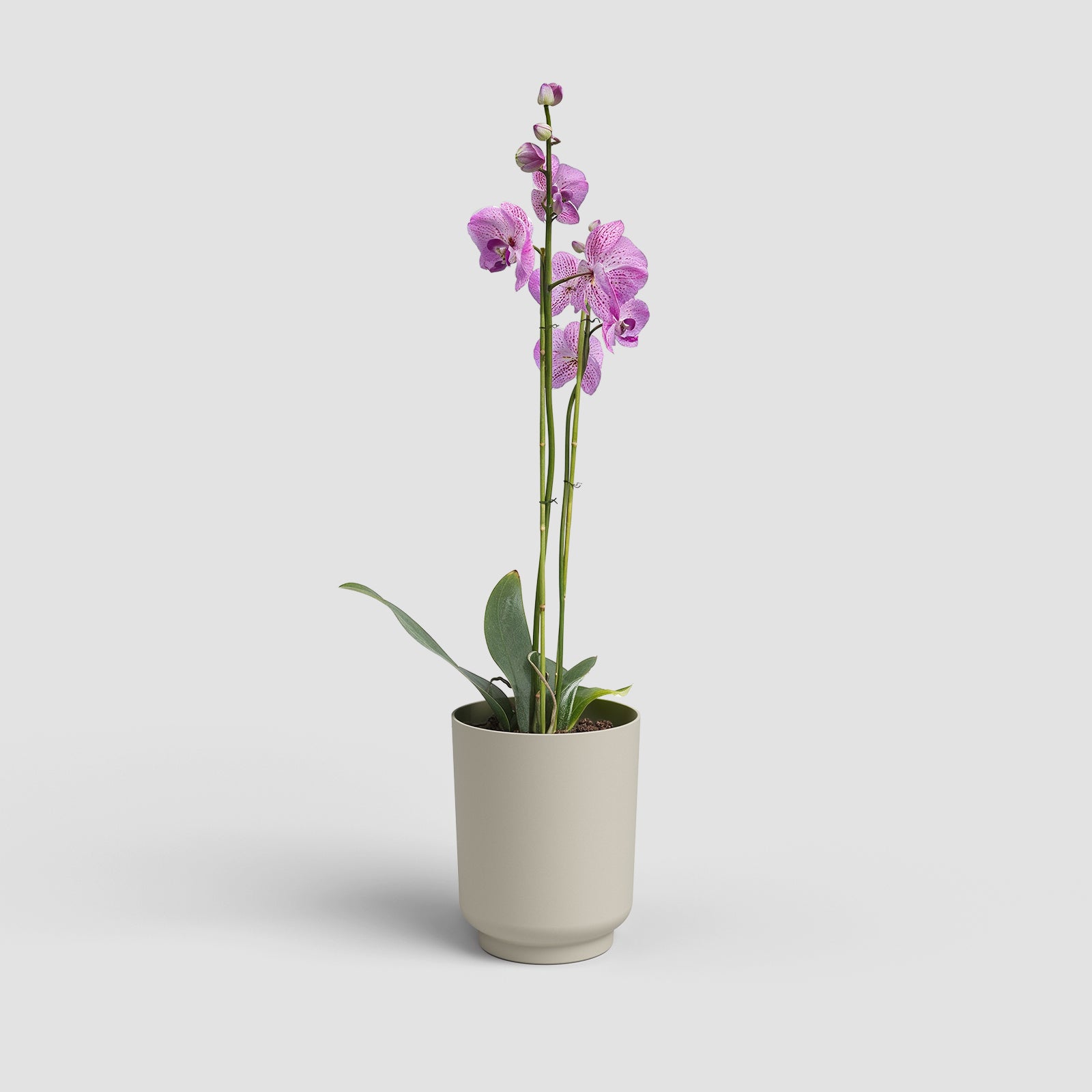 Vaso Miami Orquídea