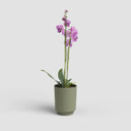 Vaso Miami Orquídea