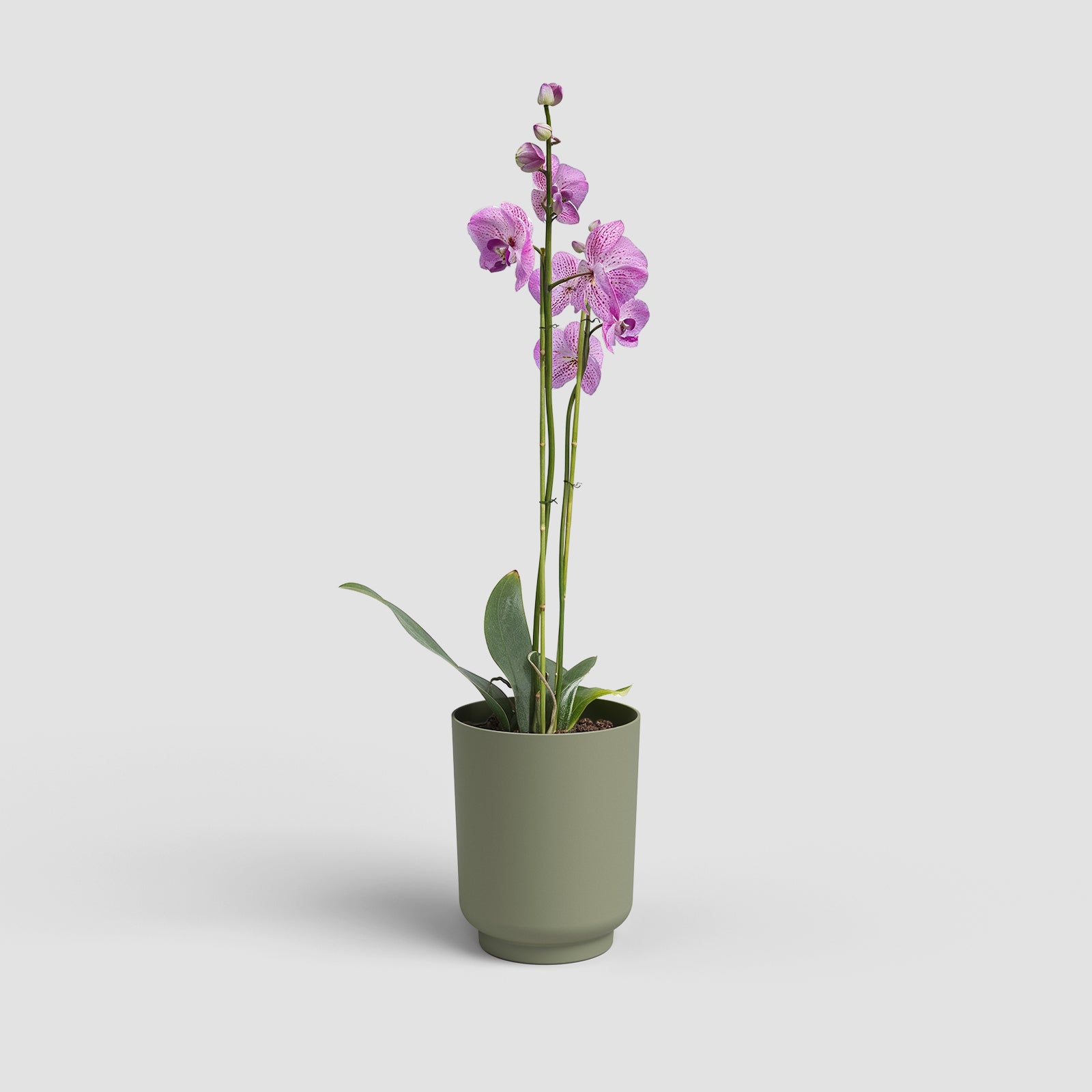 Vaso Miami Orquídea