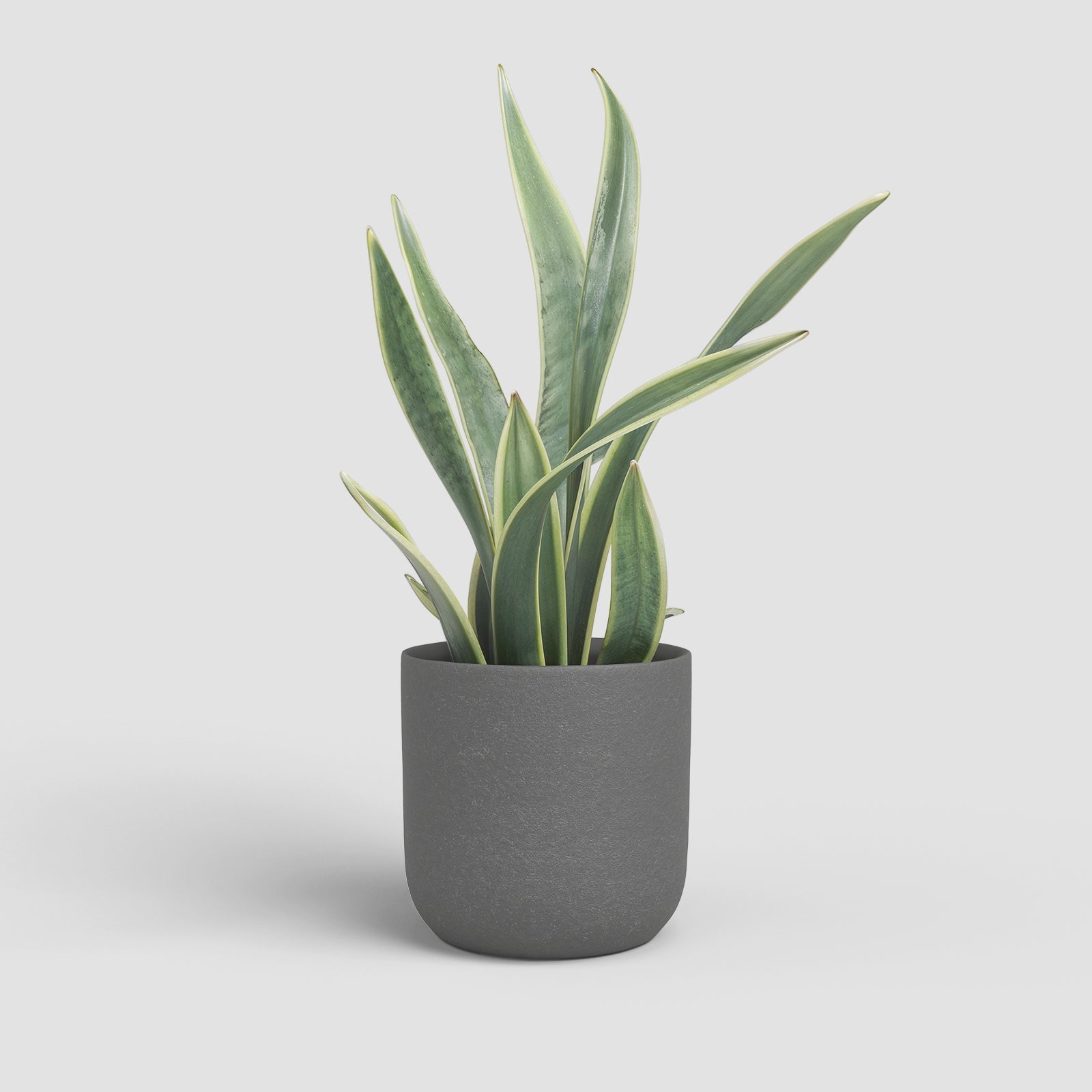 Vaso Atlas