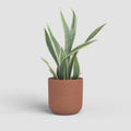 Vaso Atlas