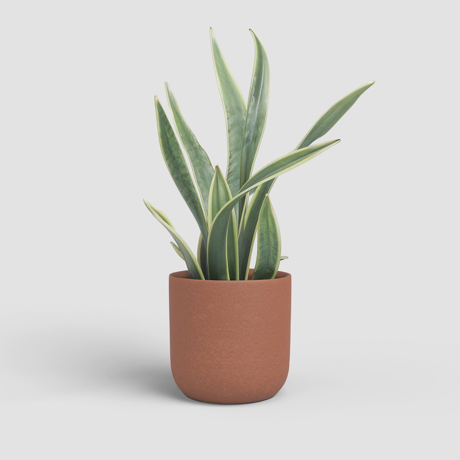 Vaso Atlas