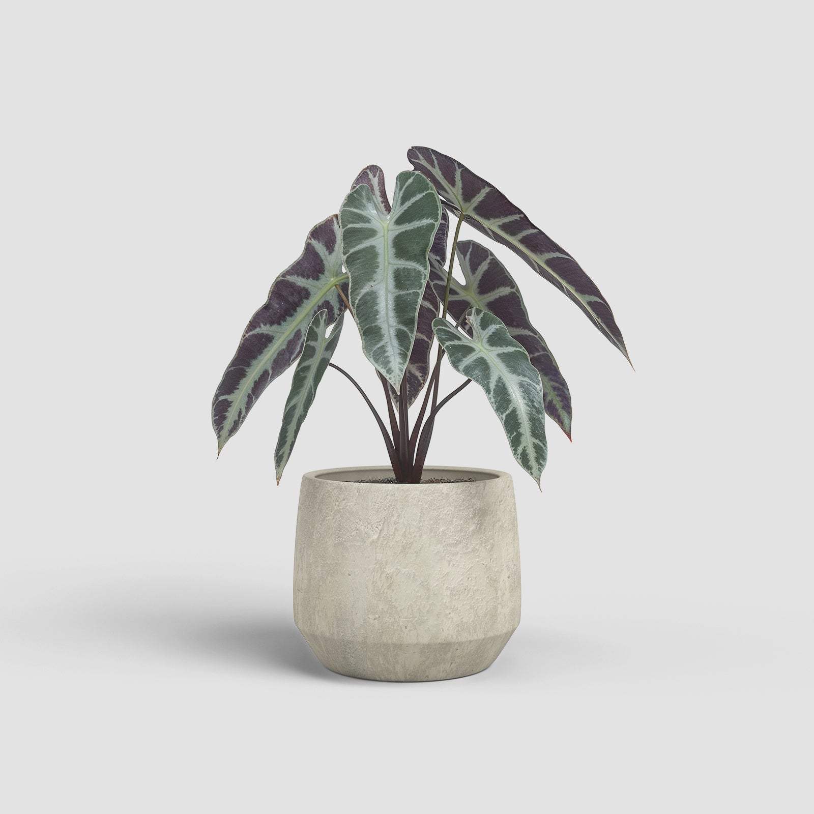 Vaso Venus