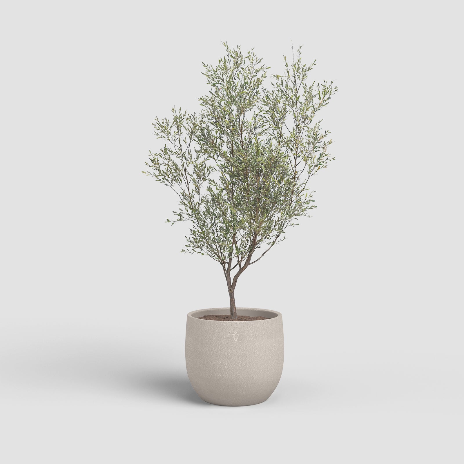 Vaso Selene