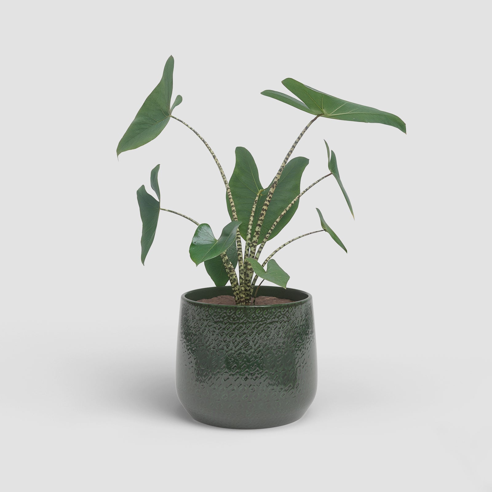 Vaso Olympus