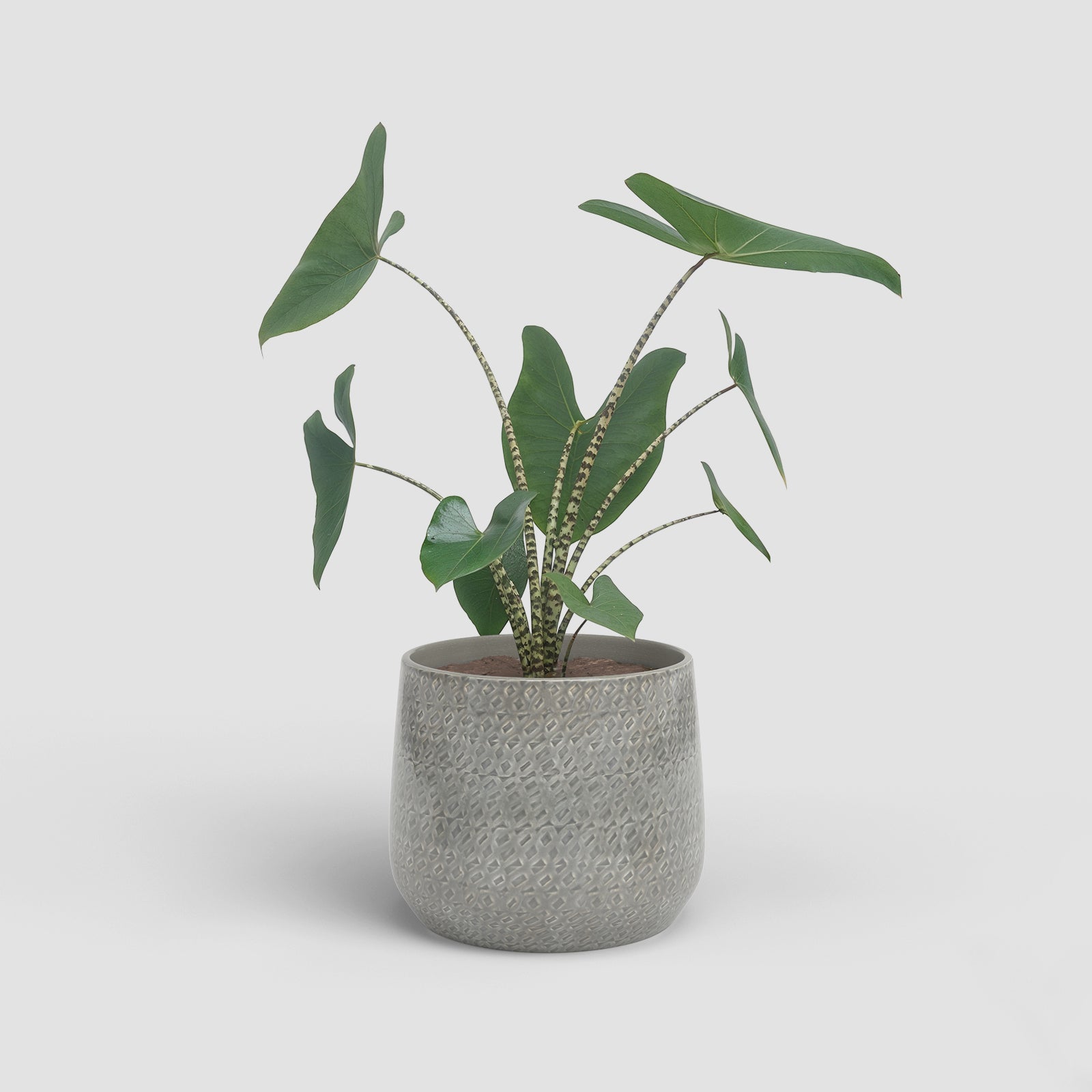 Vaso Olympus