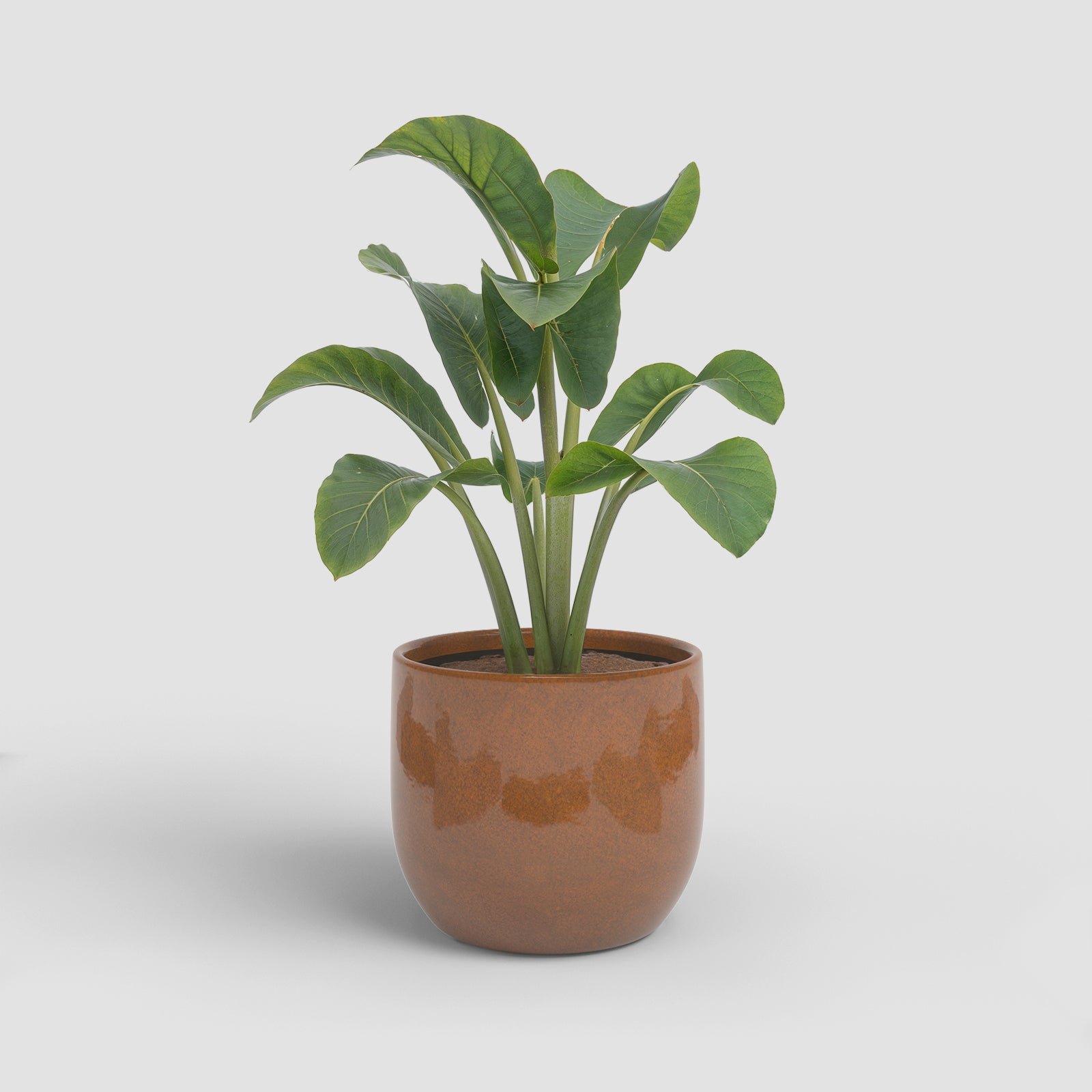 Vaso Arcadia