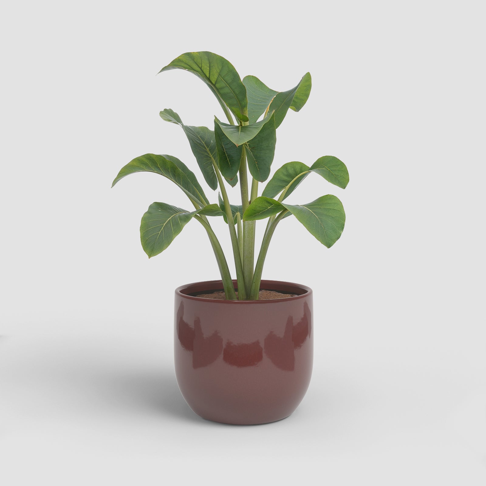 Vaso Arcadia