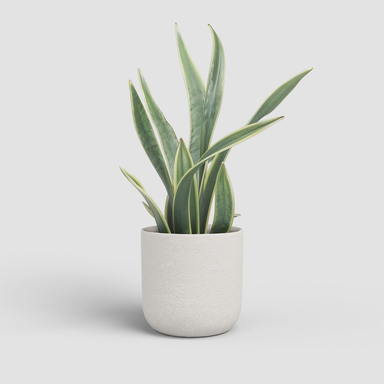 Vaso Atlas