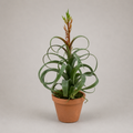 PLANTA ARTIFICIAL AIRPLANT
