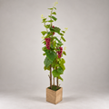 Planta Artificial Grape Bonsai