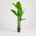PLANTA ARTIFICIAL STRELITZIA REGINAE