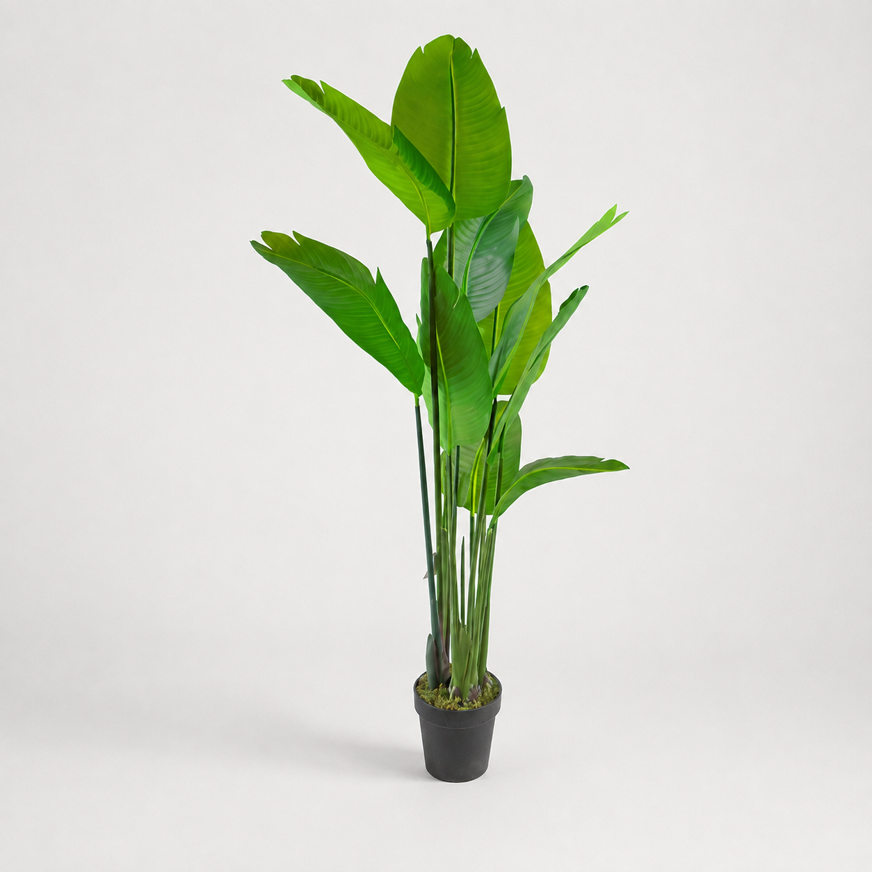 PLANTA ARTIFICIAL STRELITZIA REGINAE