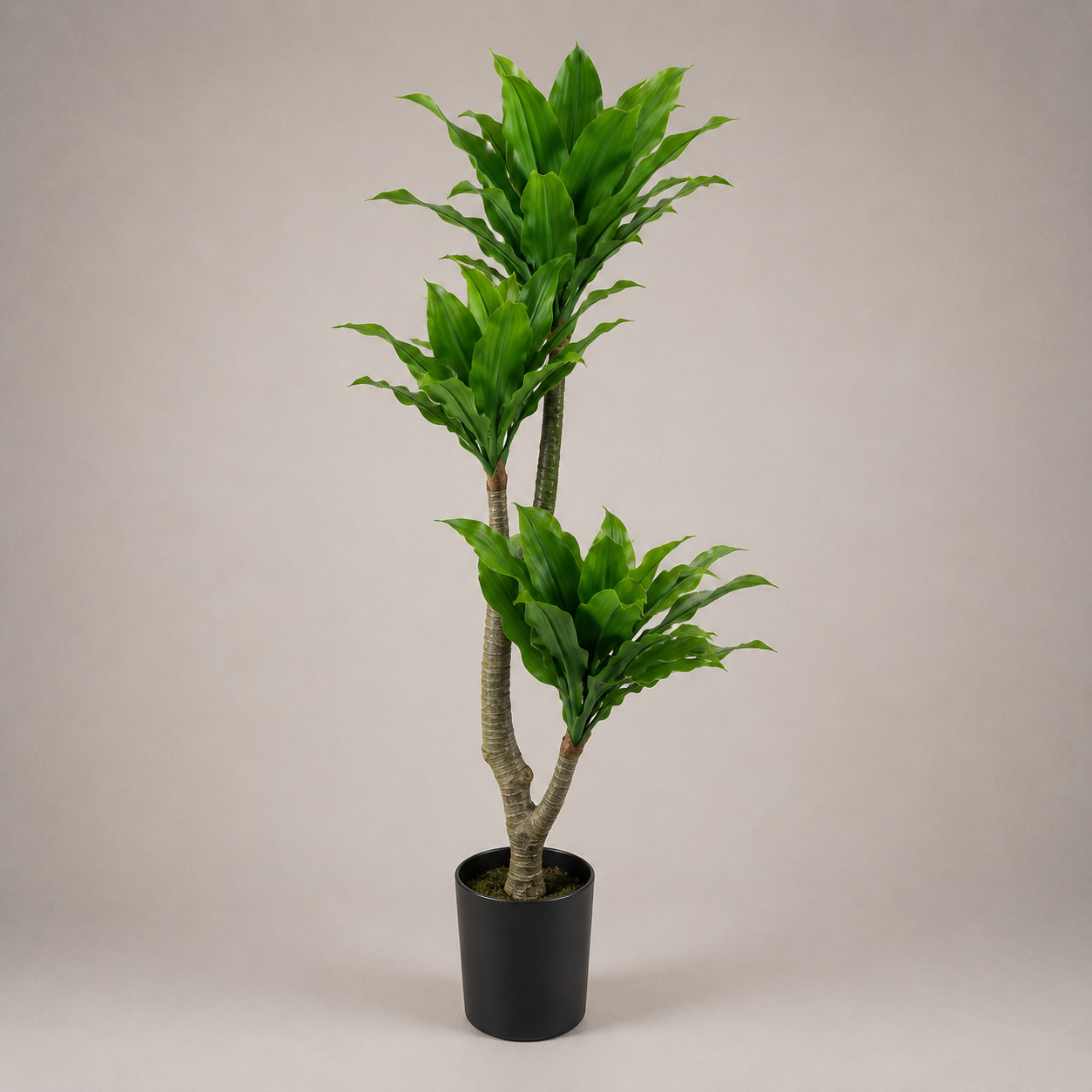 PLANTA ARTIFICIAL BRAZILWOOD