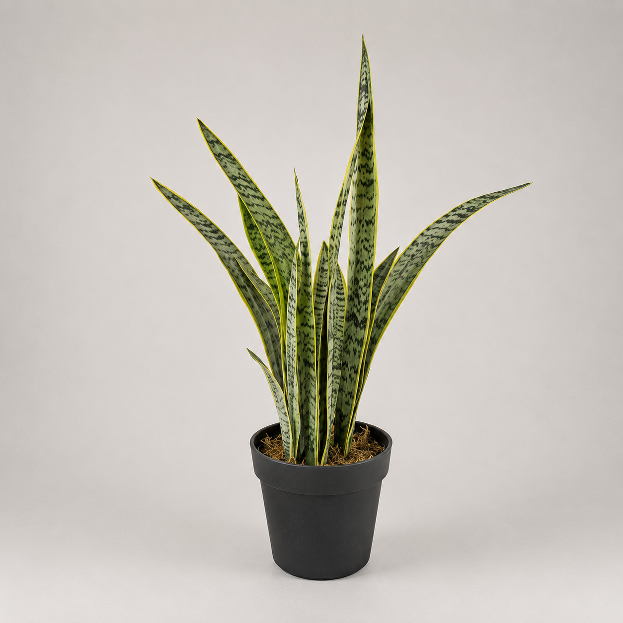 PLANTA ARTIFICIAL TIGRIDIA