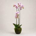 PLANTA ARTIFICIAL ORQUIDEA