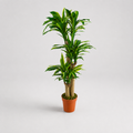 Planta Artificial "Dracaena" 150cm