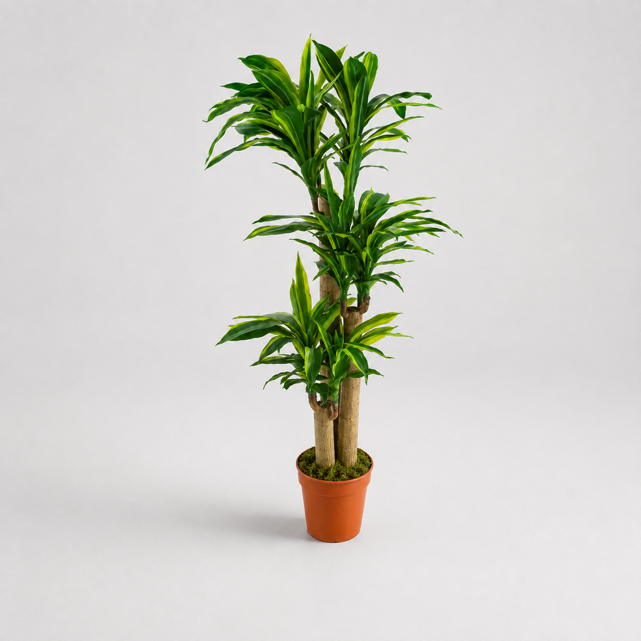 Planta Artificial "Dracaena" 150cm