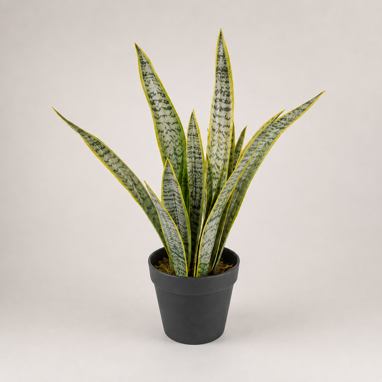PLANTA ARTIFICIAL TIGRIDIA