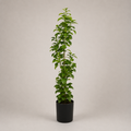 PLANTA ARTIFICIAL PEPEROMIA PLANT
