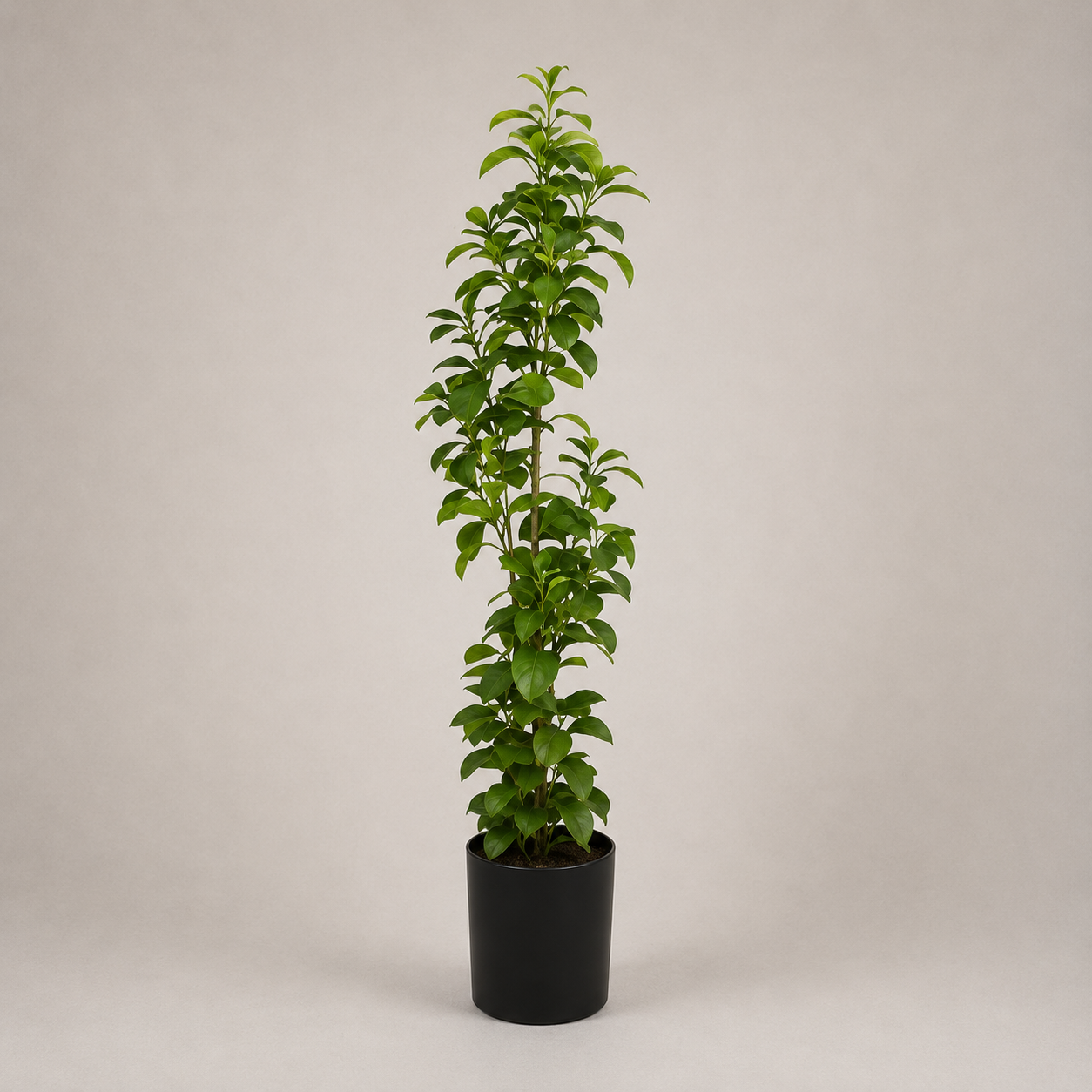 PLANTA ARTIFICIAL PEPEROMIA PLANT