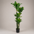 PLANTA ARTIFICIAL BRAZILWOOD